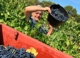 “Vendangeur d’un Jour” chez les Vignerons Indépendants du 27 août jusqu’à début octobre Devenez “Vendangeur d’un Jour” chez les Vignerons Indépendants du 27 août jusqu’à début octobre !