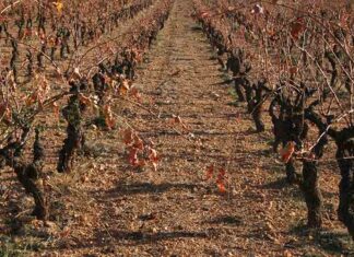 Fédération gardoise des vins IGP : bilan des vendanges Pour la Fédération gardoise des vins IGP, la récolte de 2024 pourrait bien être la récolte la plus basse jamais enregistrée jusqu’à maintenant