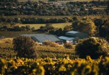 Focus de l’Observatoire Viticole sur les labels en viticulture raisonnée