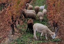 Focus de l’Observatoire Viticole sur les labels en viticulture raisonnée Des moutons dans les vignes, un exemple d'agriculture raisonnée, durable et responsable