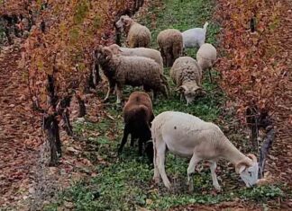 Focus de l’Observatoire Viticole sur les labels en viticulture raisonnée Des moutons dans les vignes, un exemple d'agriculture raisonnée, durable et responsable