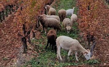 Focus de l’Observatoire Viticole sur les labels en viticulture raisonnée Des moutons dans les vignes, un exemple d'agriculture raisonnée, durable et responsable