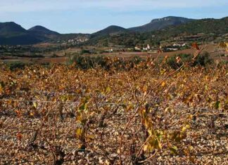 Vinseo dévoile une étude prospective sur l’avenir de la filière viticole en Occitanie L'avenir de la production viticole en Occitanie selon une étude de Vinseo