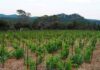 Le domaine de la Colline des Louves en Pic Saint-Loup