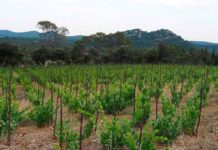 Le domaine de la Colline des Louves en Pic Saint-Loup