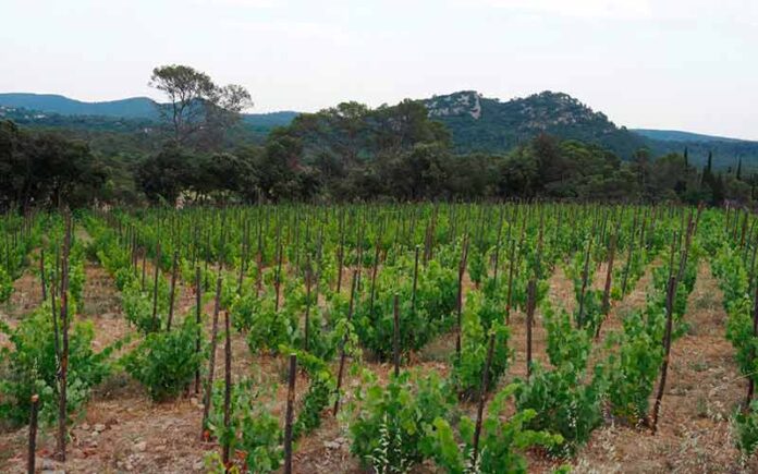 Le domaine de la Colline des Louves en Pic Saint-Loup