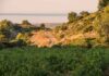 Puech-Redon : la Clape, première appellation communale du Languedoc fête ses dix ans