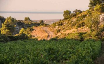La Clape, première appellation communale du Languedoc fête ses dix ans Puech-Redon : la Clape, première appellation communale du Languedoc fête ses dix ans