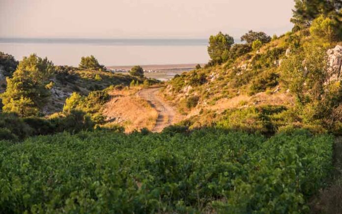 Puech-Redon : la Clape, première appellation communale du Languedoc fête ses dix ans
