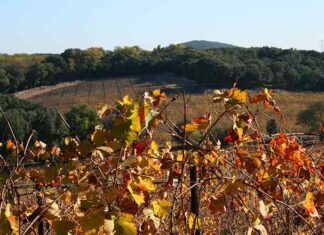 Face aux incendies : la vigne, bouclier et espoir pour le territoire Face aux incendies : la vigne, bouclier et espoir pour le territoire