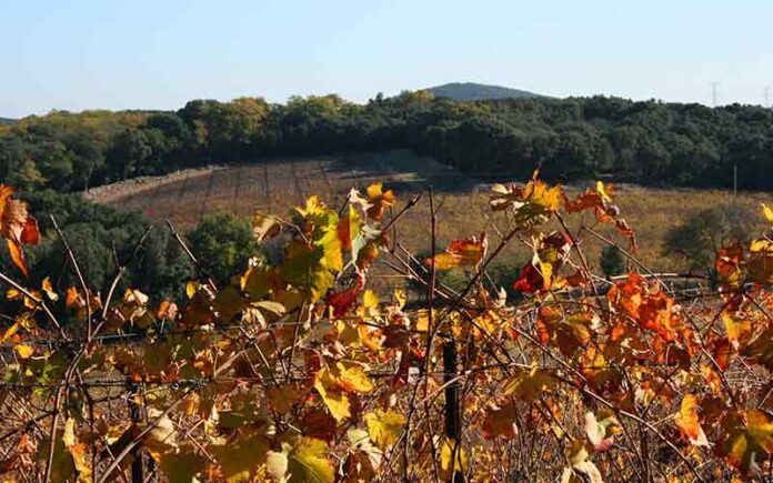Face aux incendies : la vigne, bouclier et espoir pour le territoire