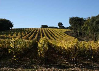 Résilience et perspectives : le CIVL maintient sa dynamique dans un contexte délicat Résilience et perspectives : le CIVL maintient sa dynamique dans un contexte délicat