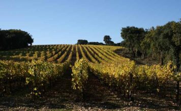 Résilience et perspectives : le CIVL maintient sa dynamique dans un contexte délicat Résilience et perspectives : le CIVL maintient sa dynamique dans un contexte délicat