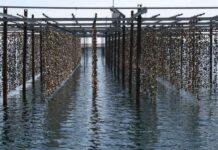 Tourisme durable : l’Occitanie largement récompensée Tourisme durable : l’Occitanie largement récompensée lors des Green Awards